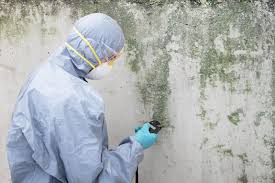 Best Mold Remediation for Vacation Homes  in Little Falls, NY